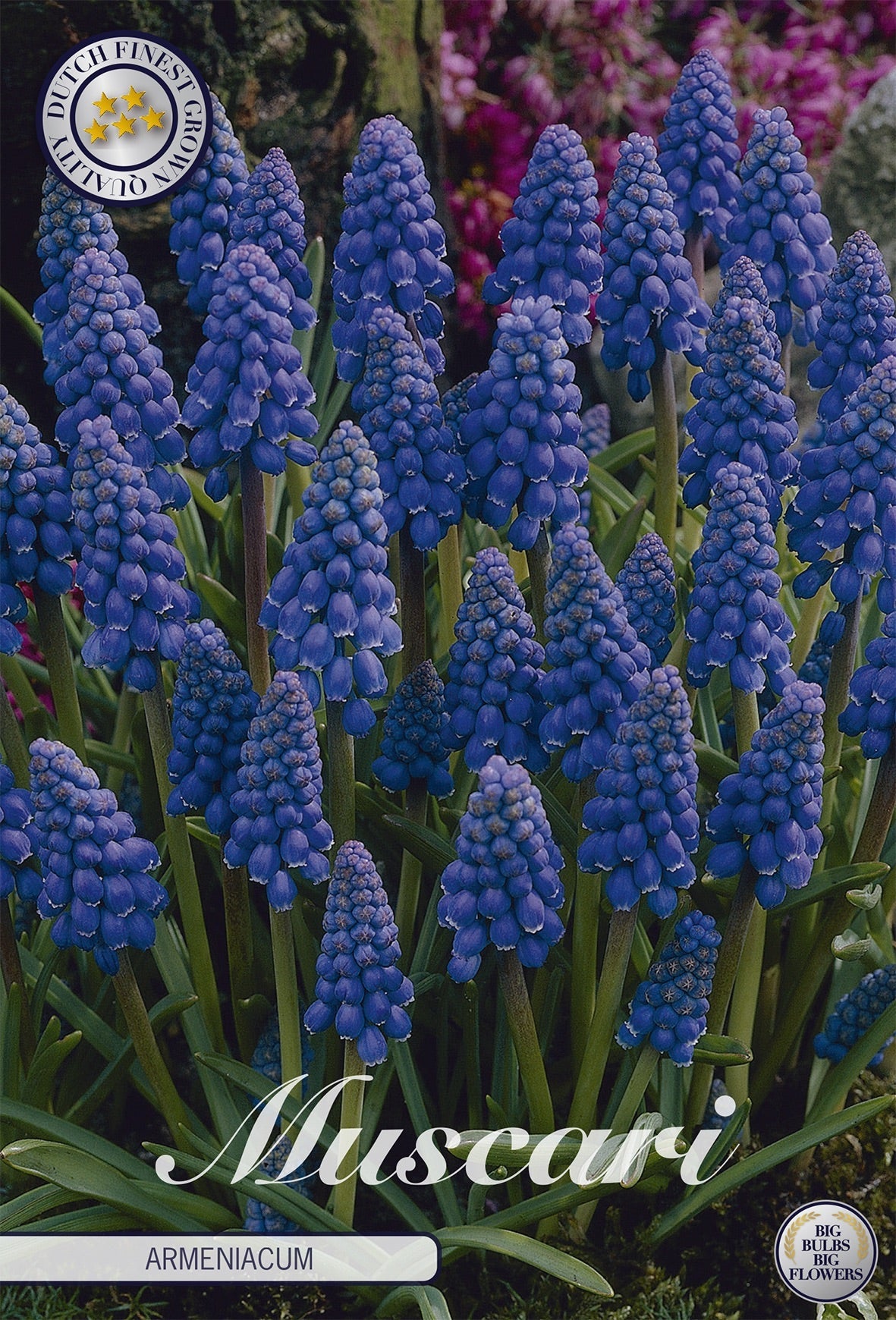 Muscari Armeniacum
