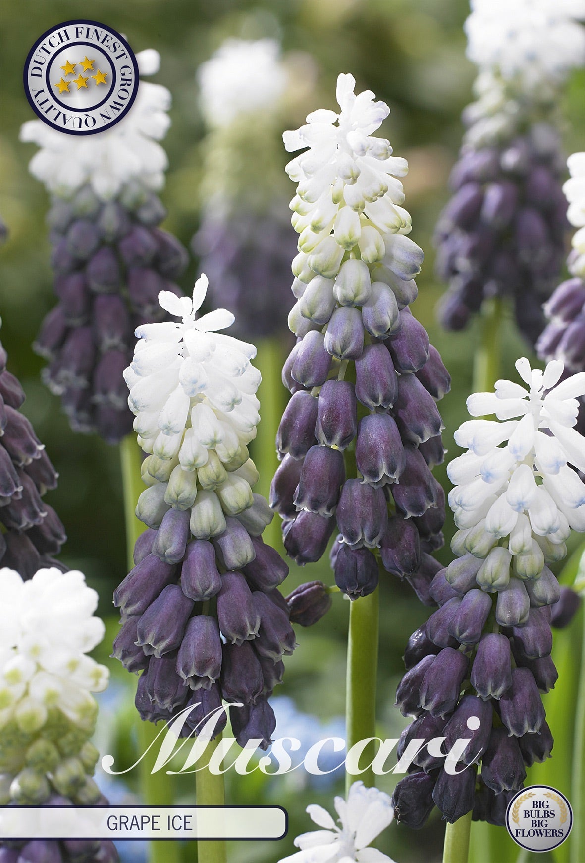 Muscari Grape Ice