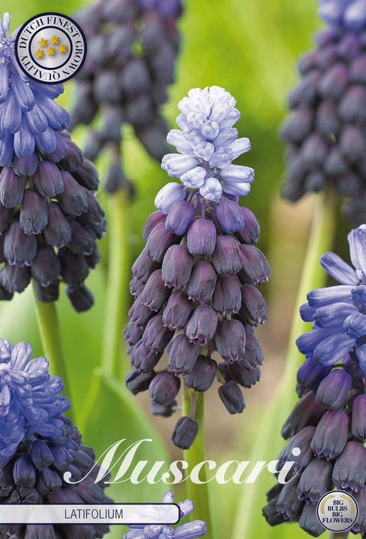 Muscari Latifolium