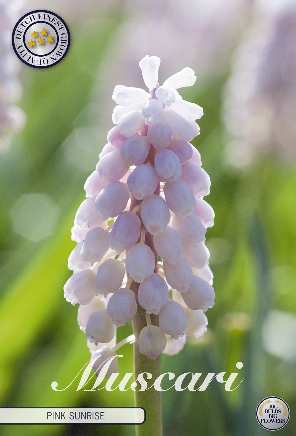 Muscari Pink Sunrise
