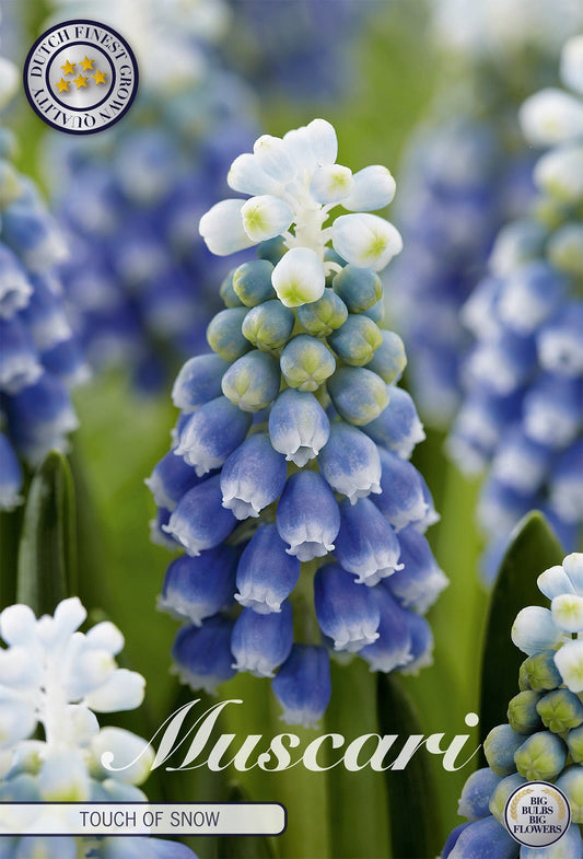 Muscari Touch of Snow