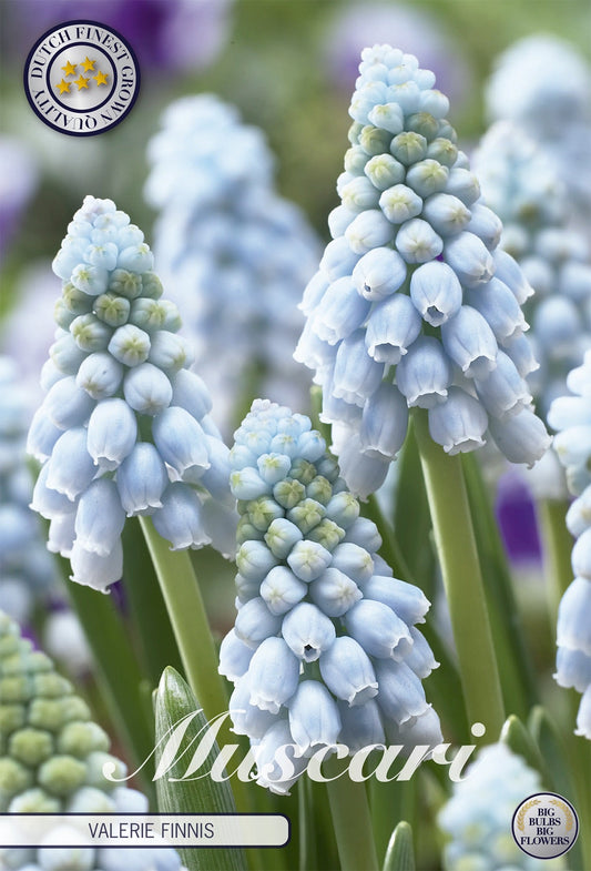 Muscari Valerie Finnis