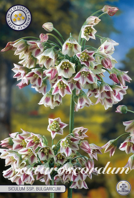 Nectaroscordum Siculum ssp. Bulgaricum