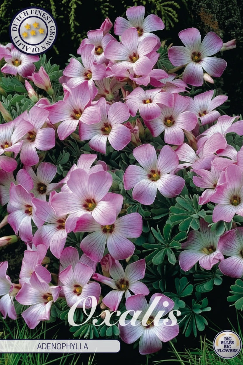 Oxalis Adenophylla