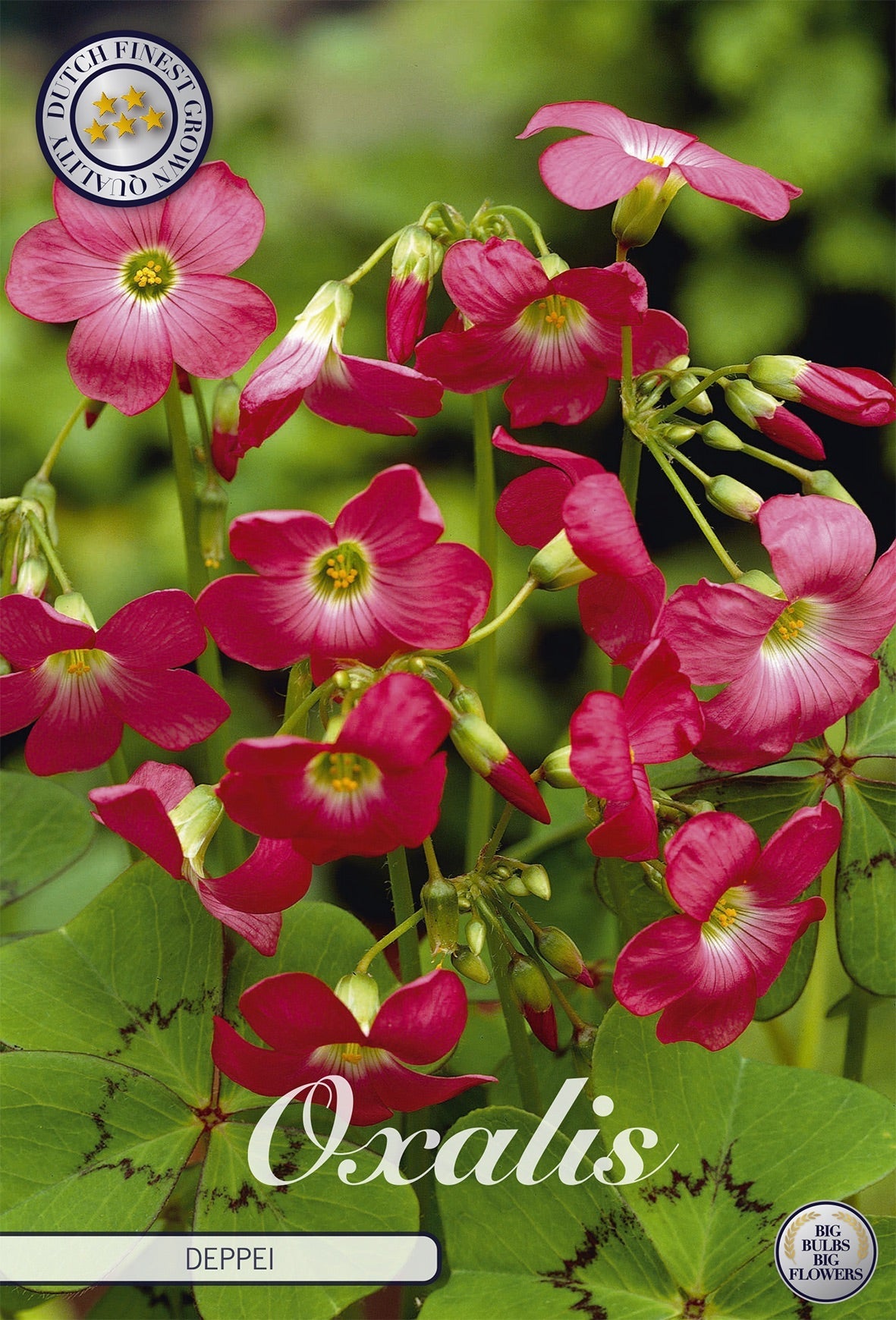 Oxalis Deppei