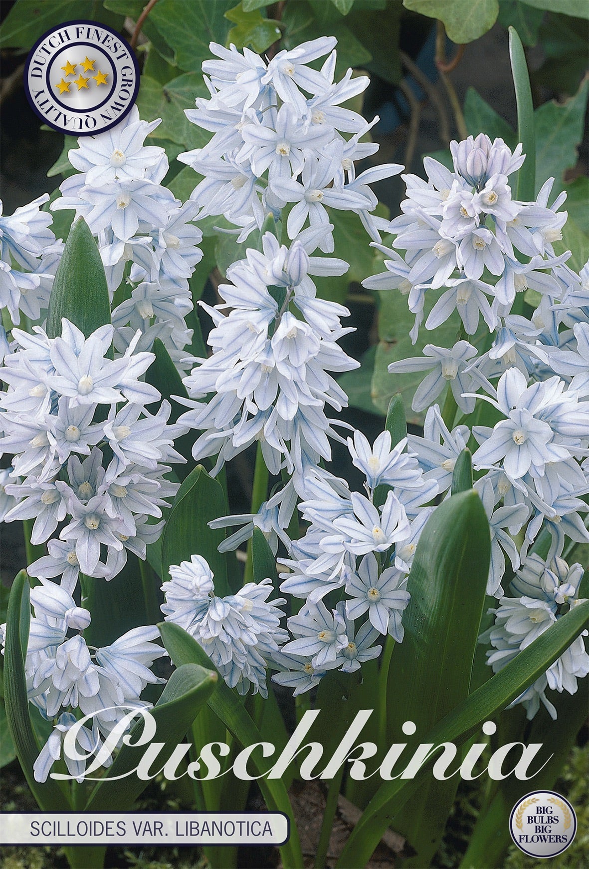 Puschkinia Scilloides var. Libanotica