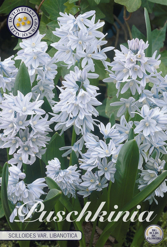 Puschkinia Scilloides var. Libanotica