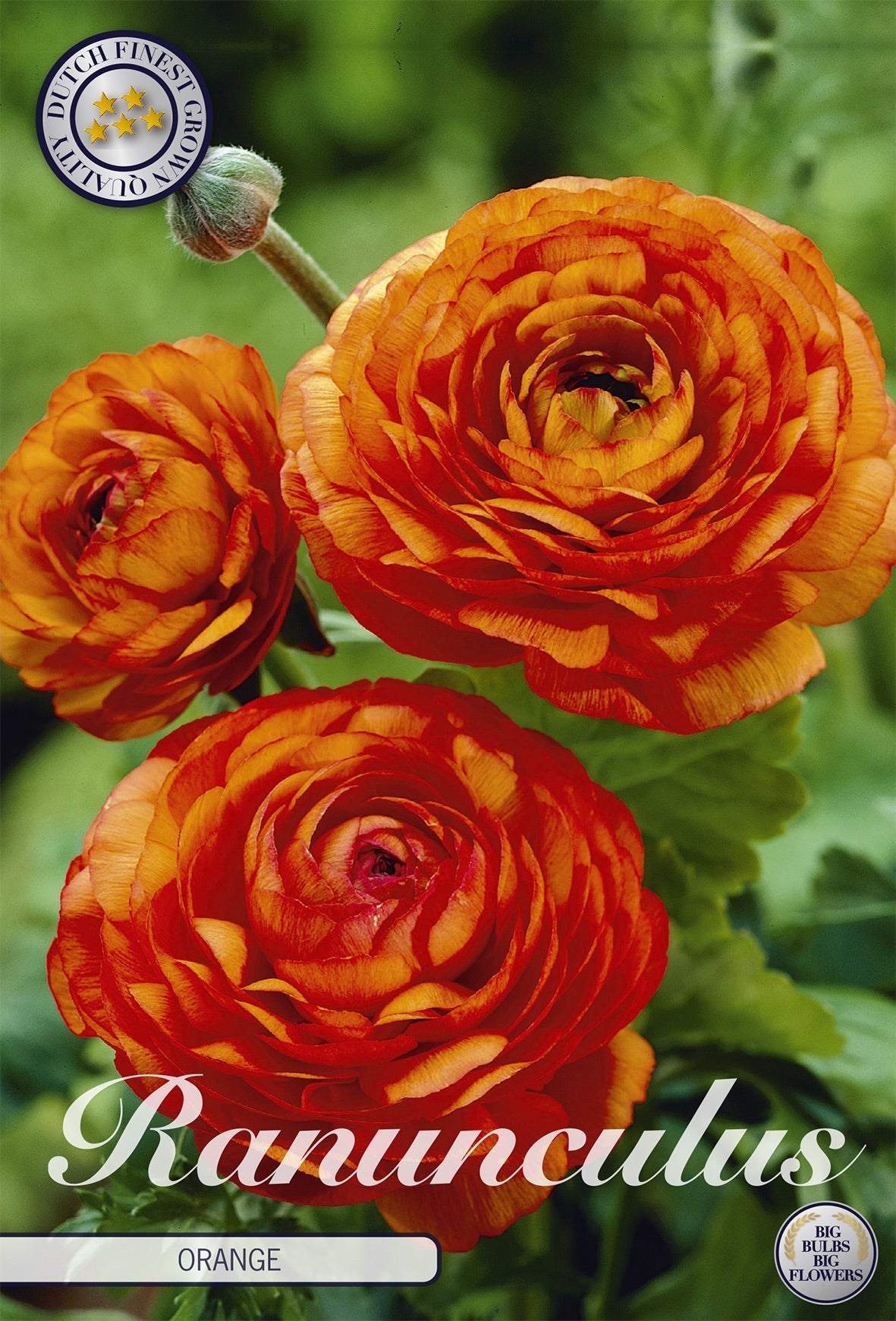 Ranunculus Orange