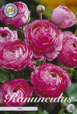 Ranunculus Pink