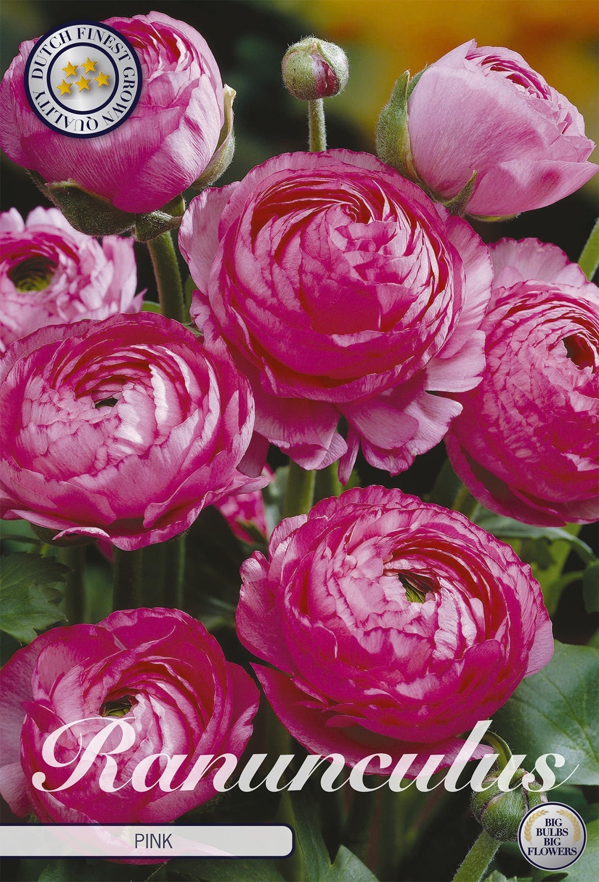 Ranunculus Pink
