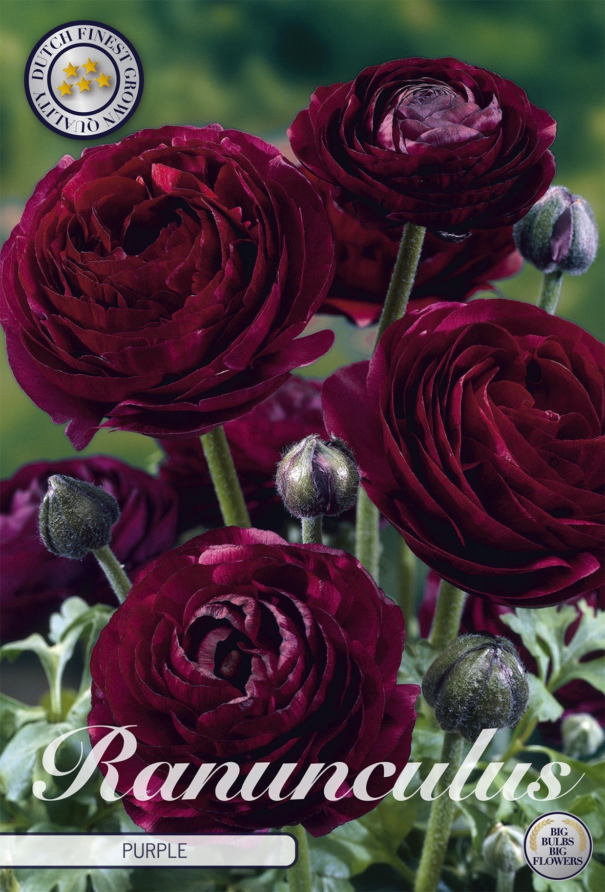 Ranunculus Purple