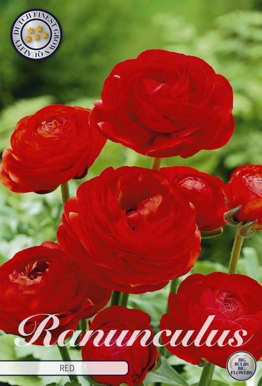Ranunculus Red