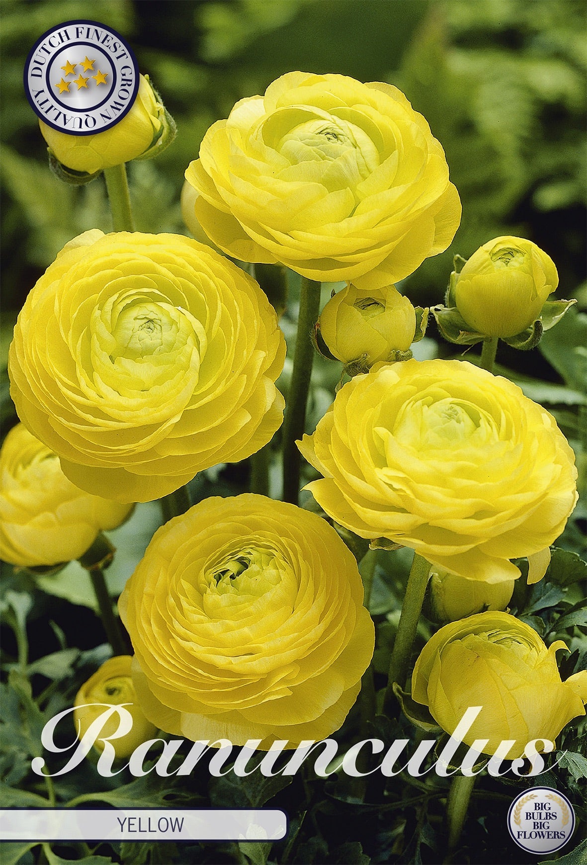 Ranunculus Yellow