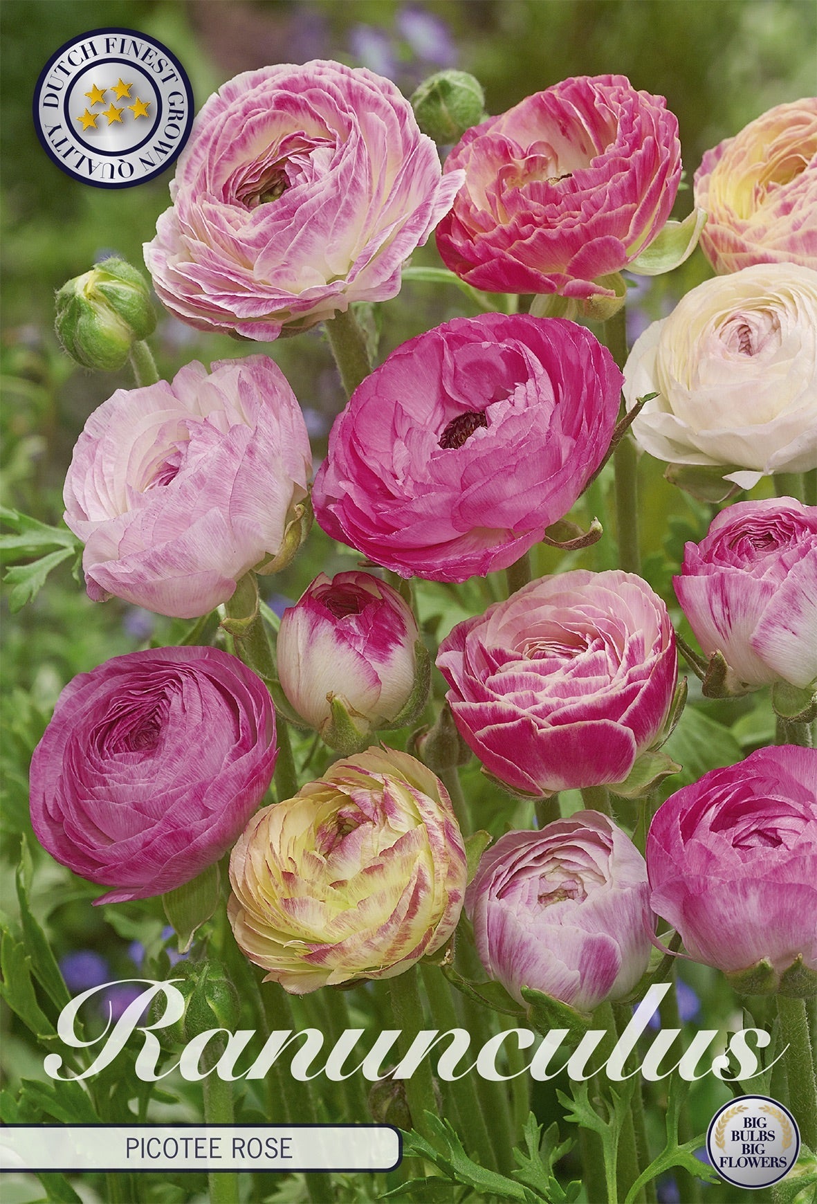 Ranunculus Picotee Rose