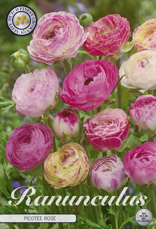 Ranunculus Picotee Rose