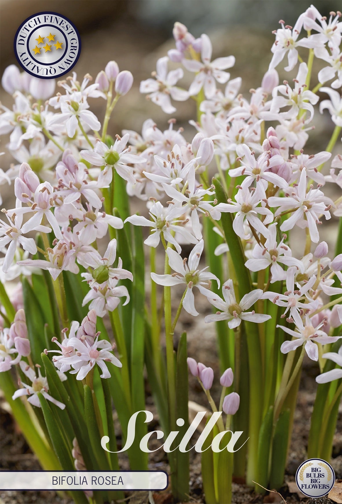 Scilla Bifolia Rosea