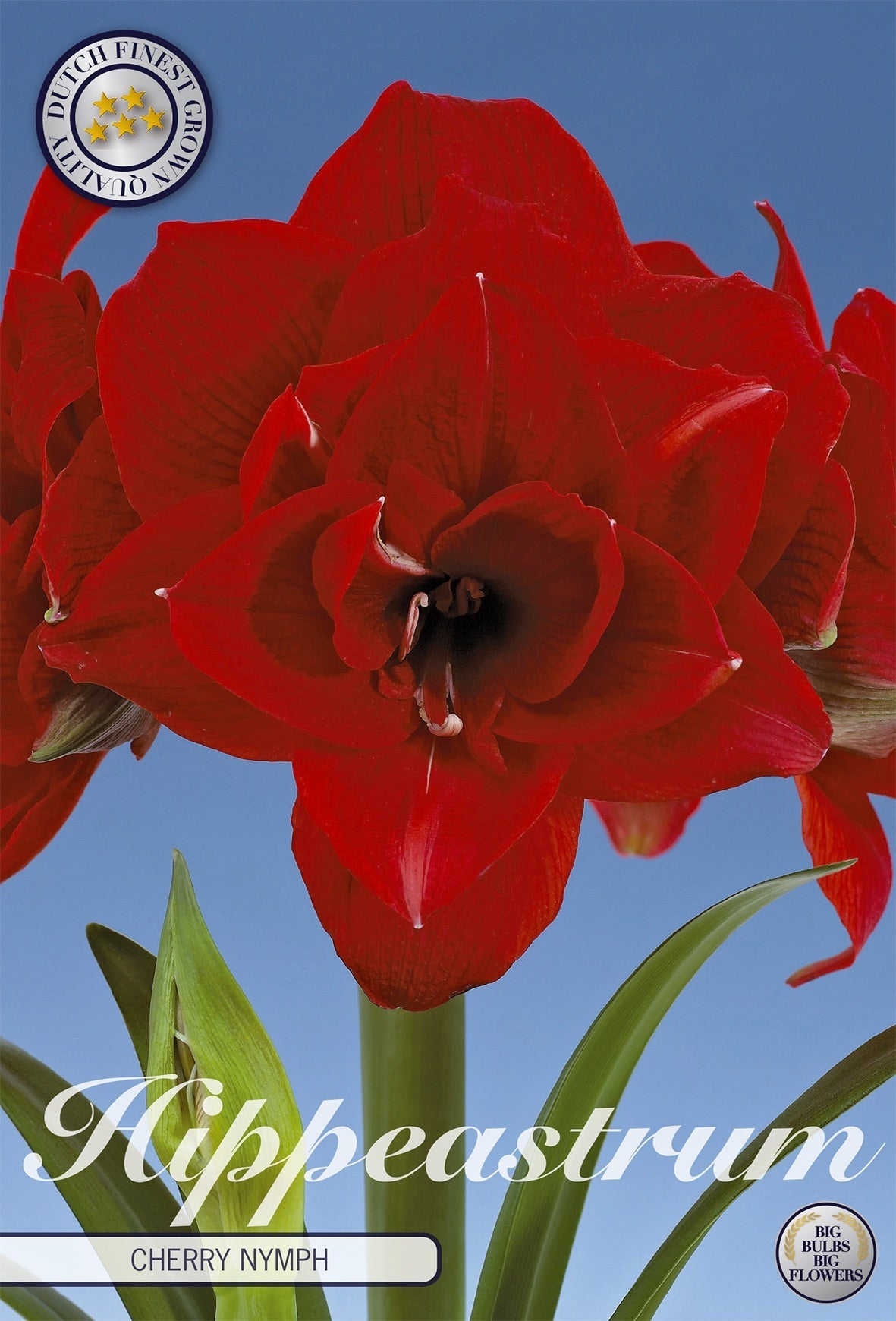 Hippeastrum Cherry Nymph