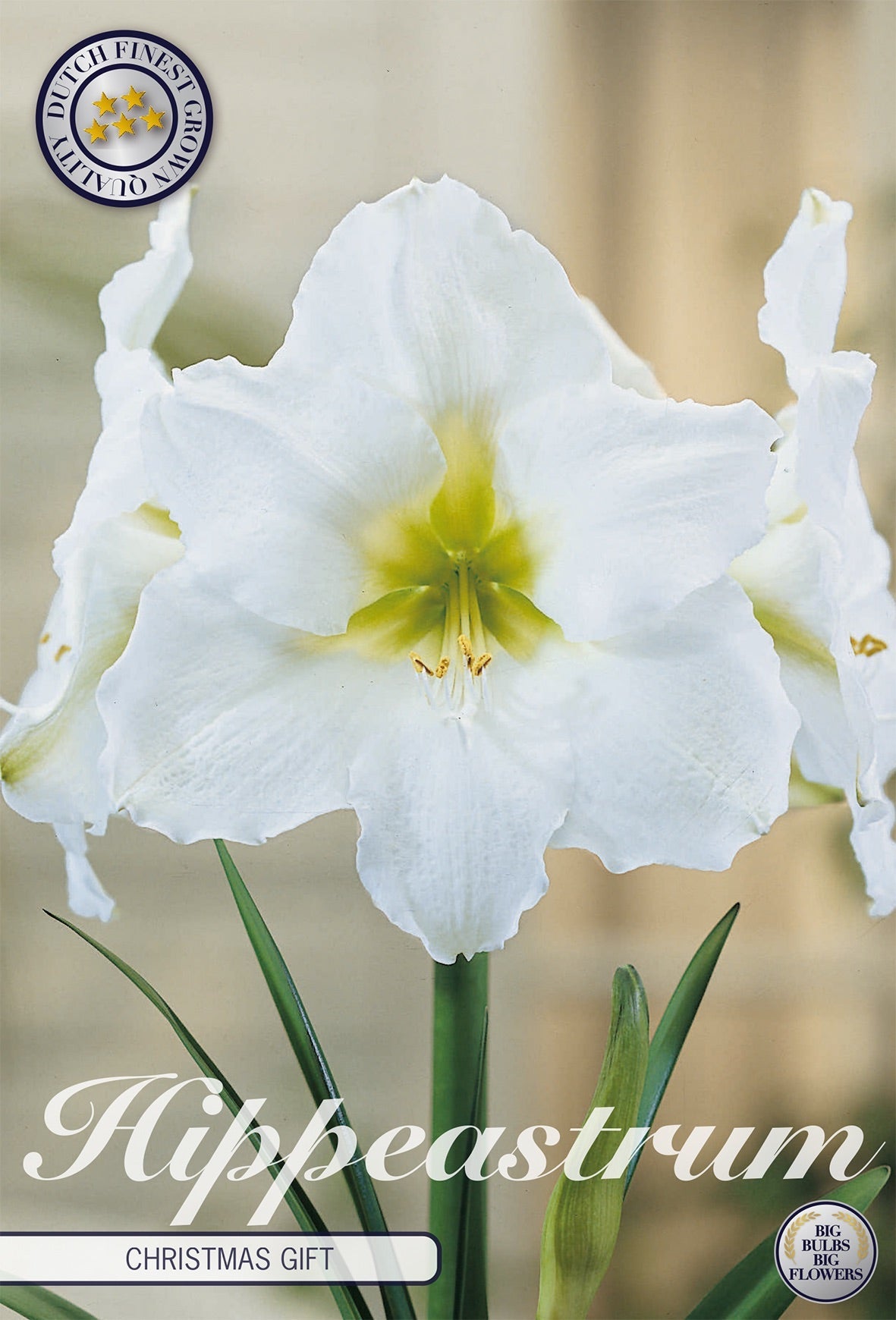 Hippeastrum Christmas Gift