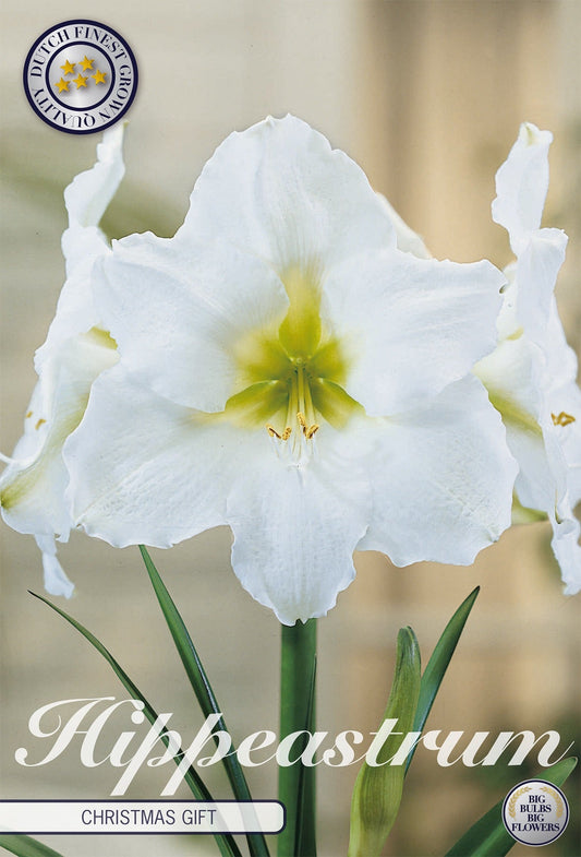 Hippeastrum Christmas Gift