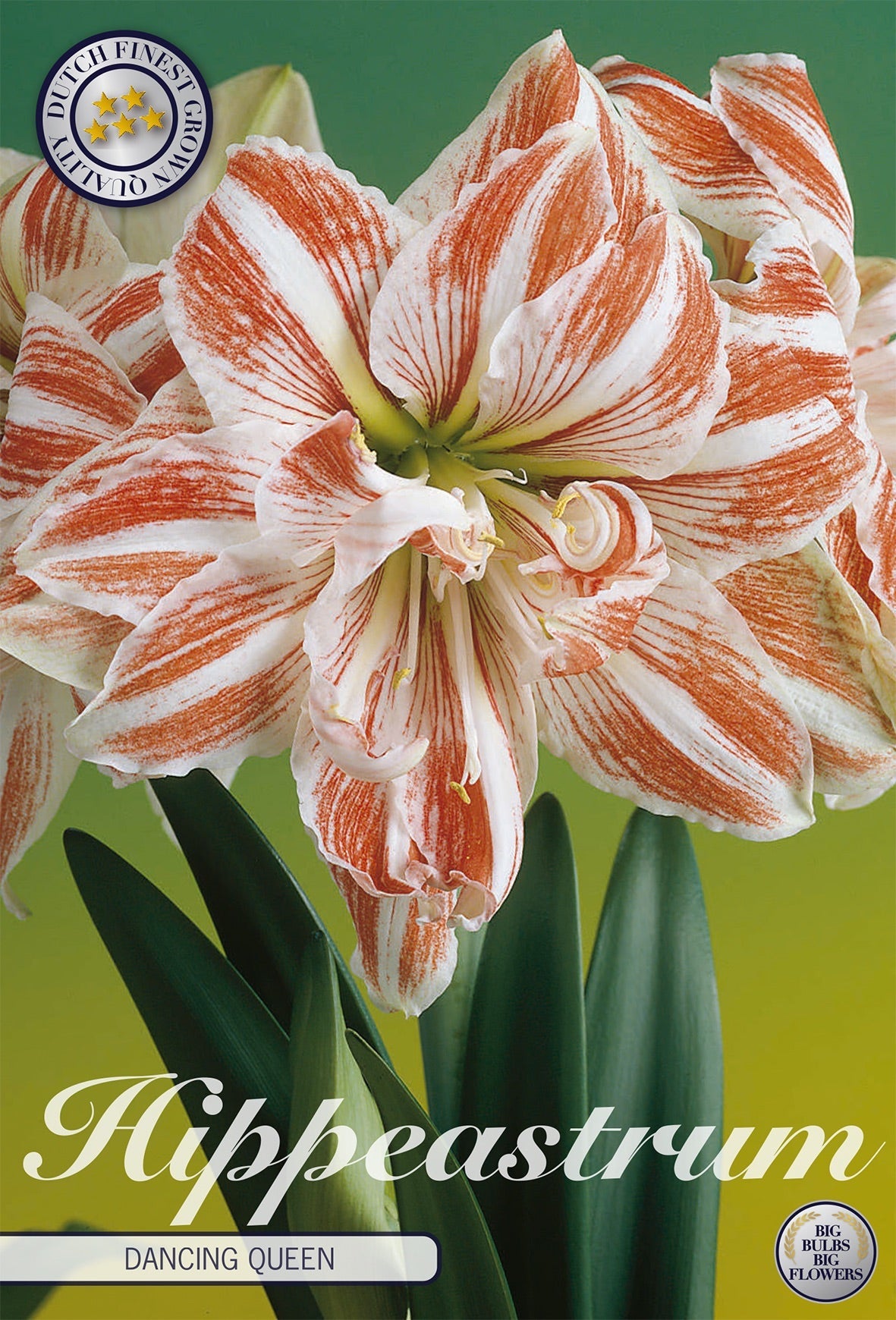 Hippeastrum Dancing Queen