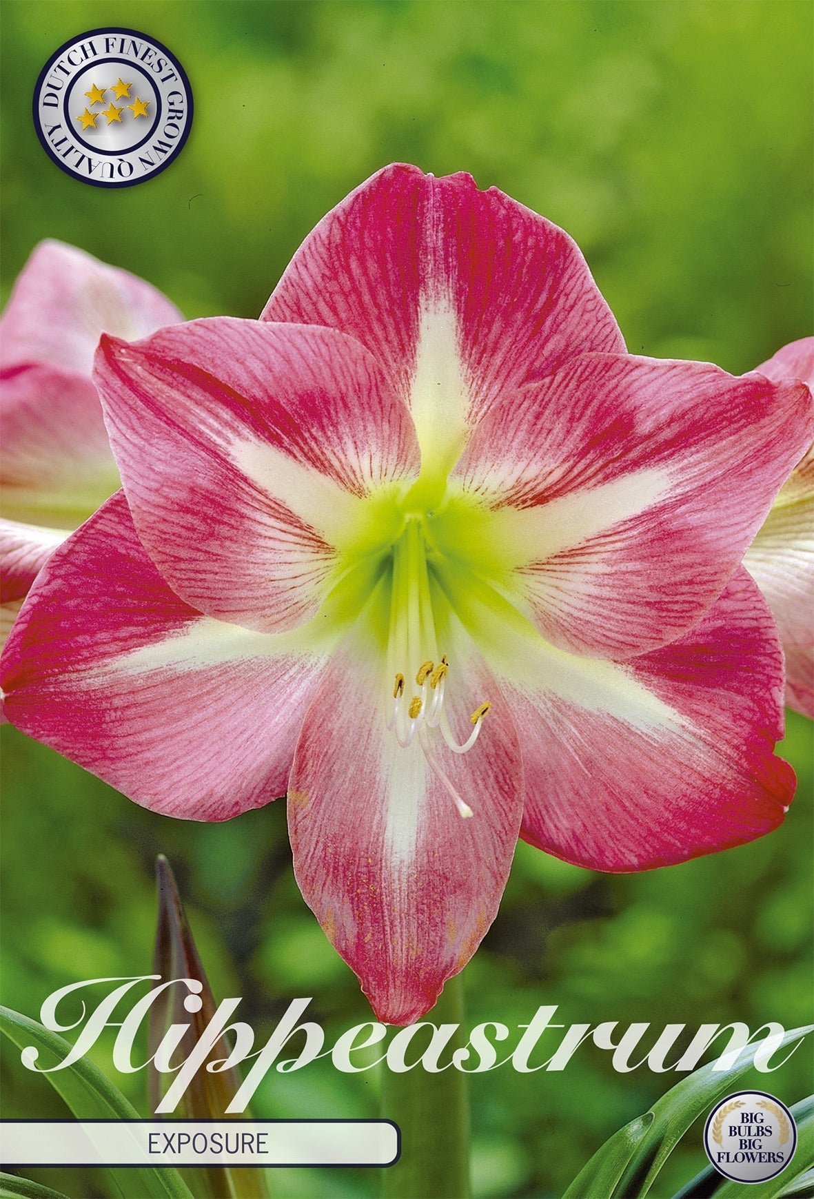 Hippeastrum Exposure