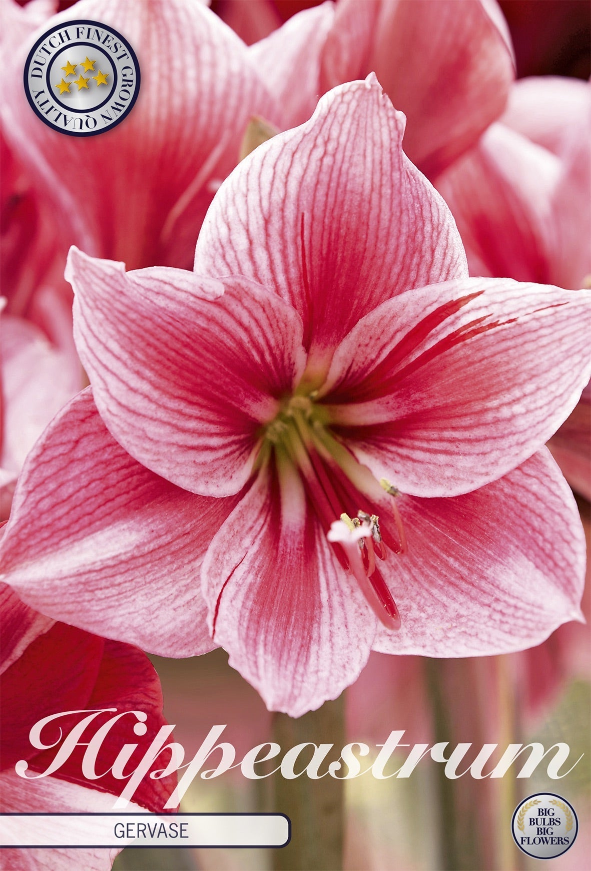 Hippeastrum Gervase