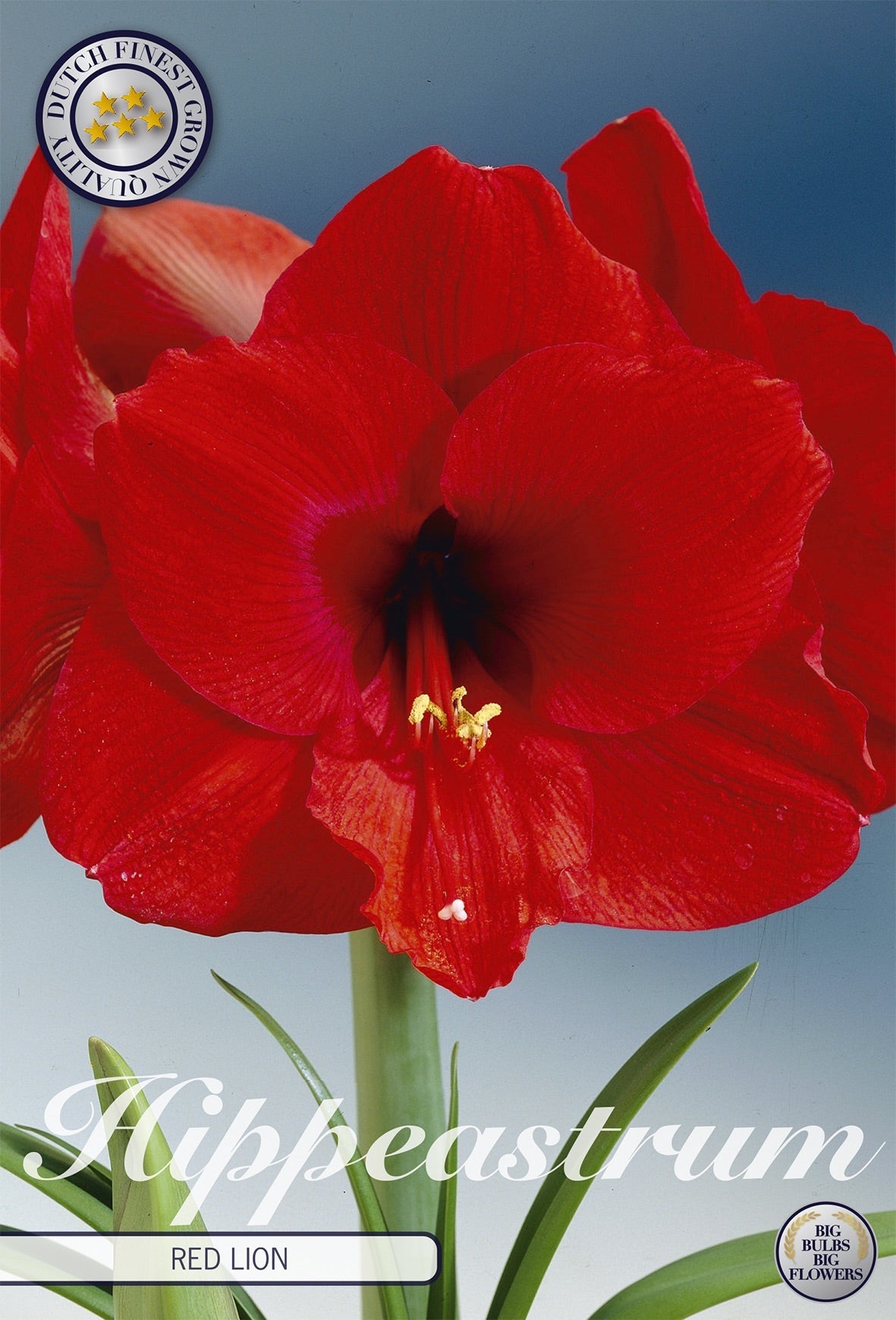 Hippeastrum Red Lion