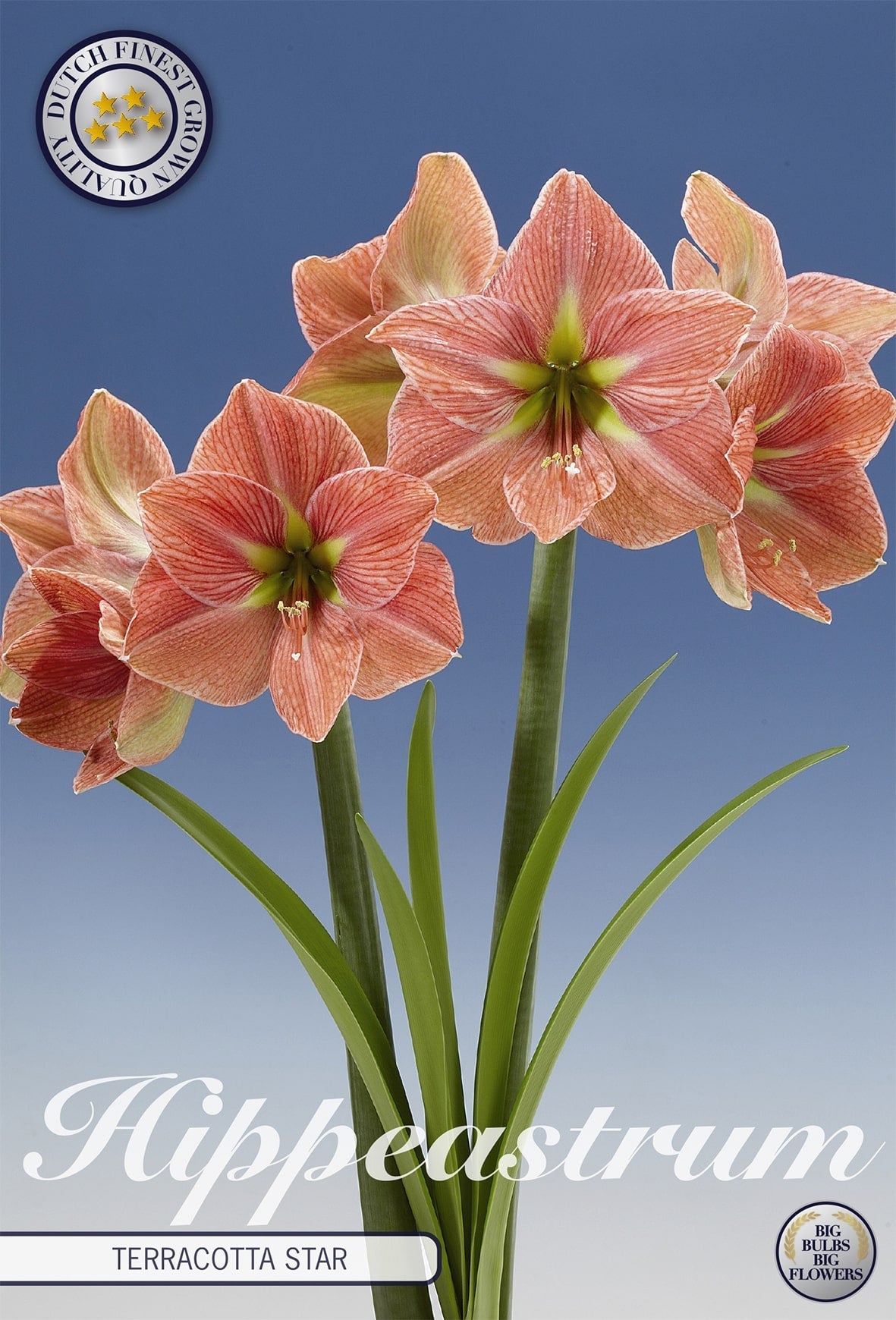 Hippeastrum Terracotta star