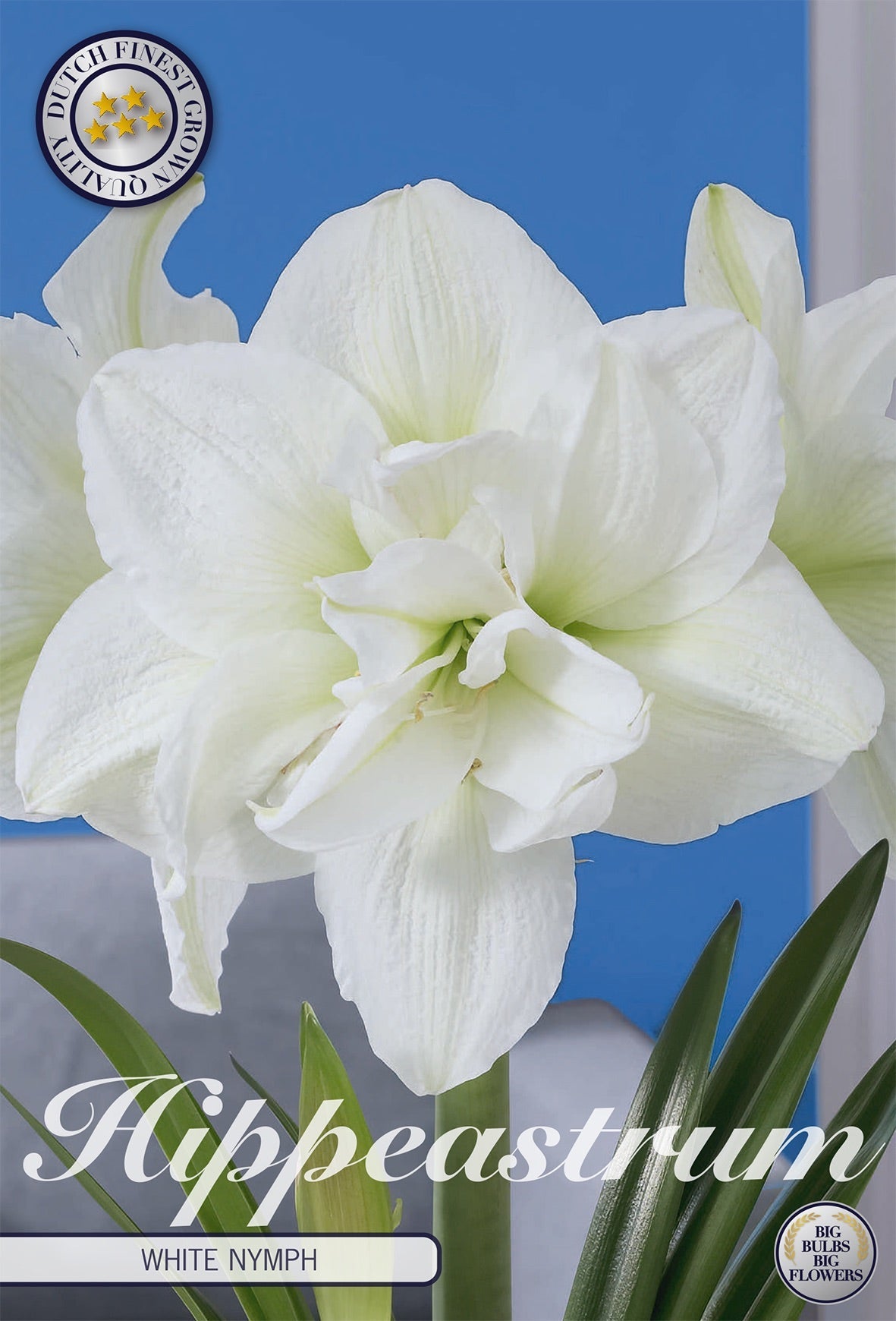 Hippeastrum White Nymph