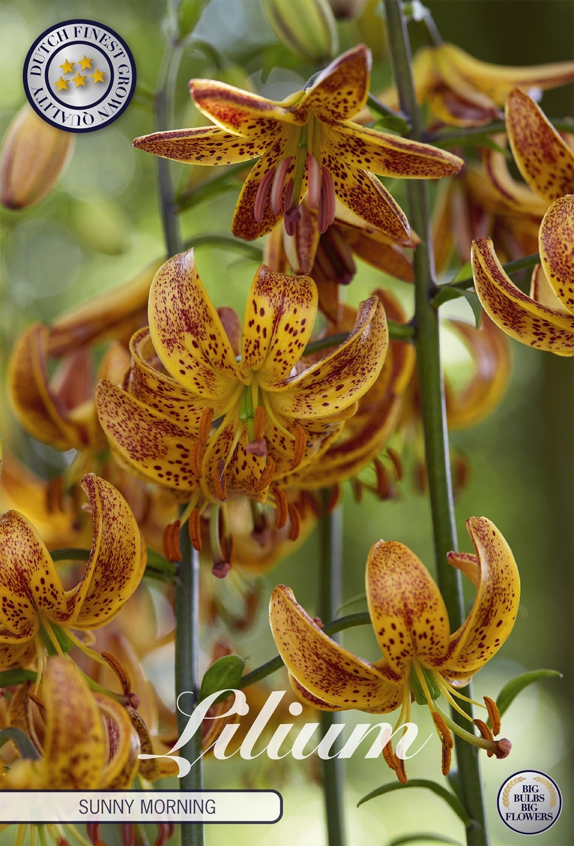 Lilium Sunny Morning