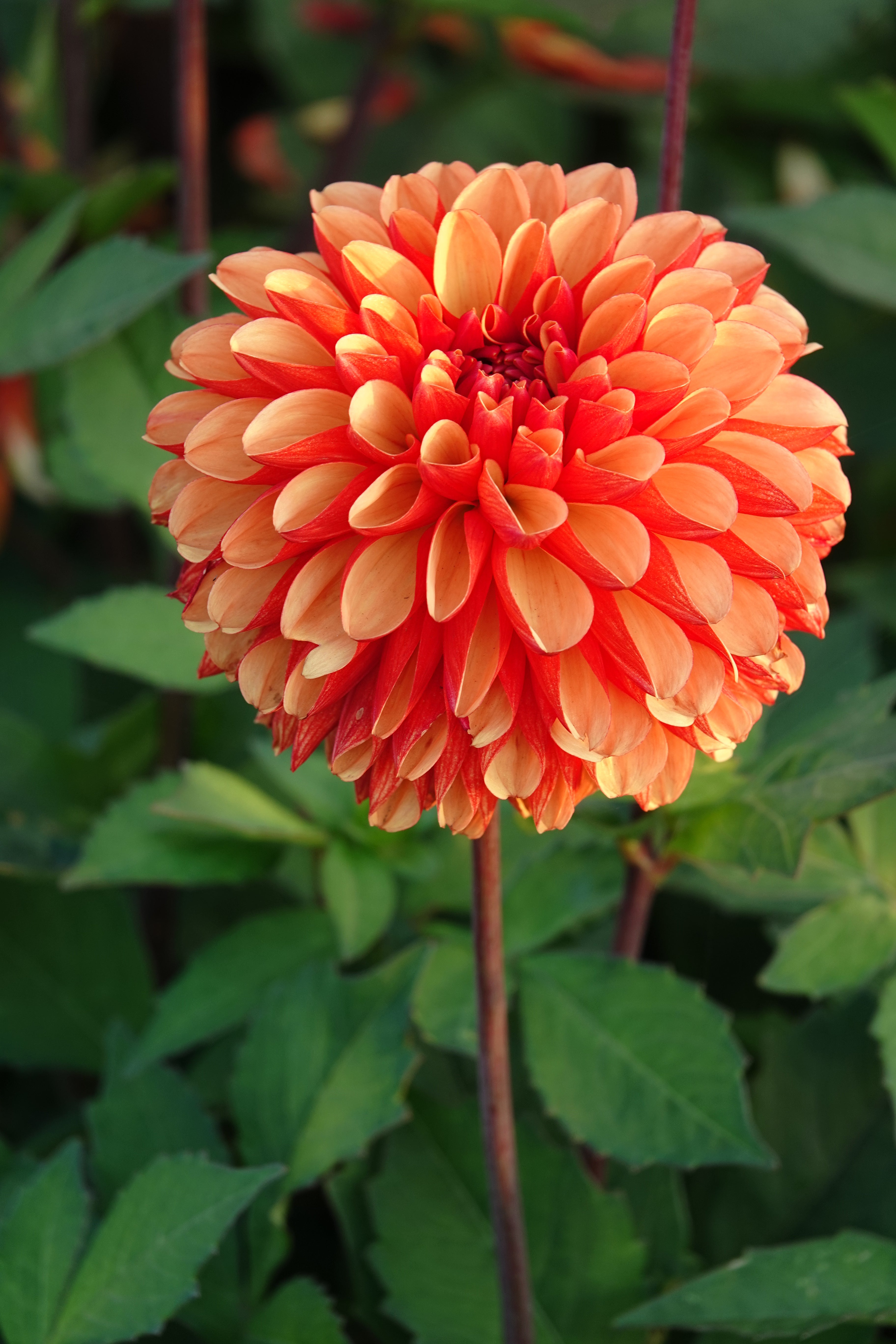 Dahlia American Sunset