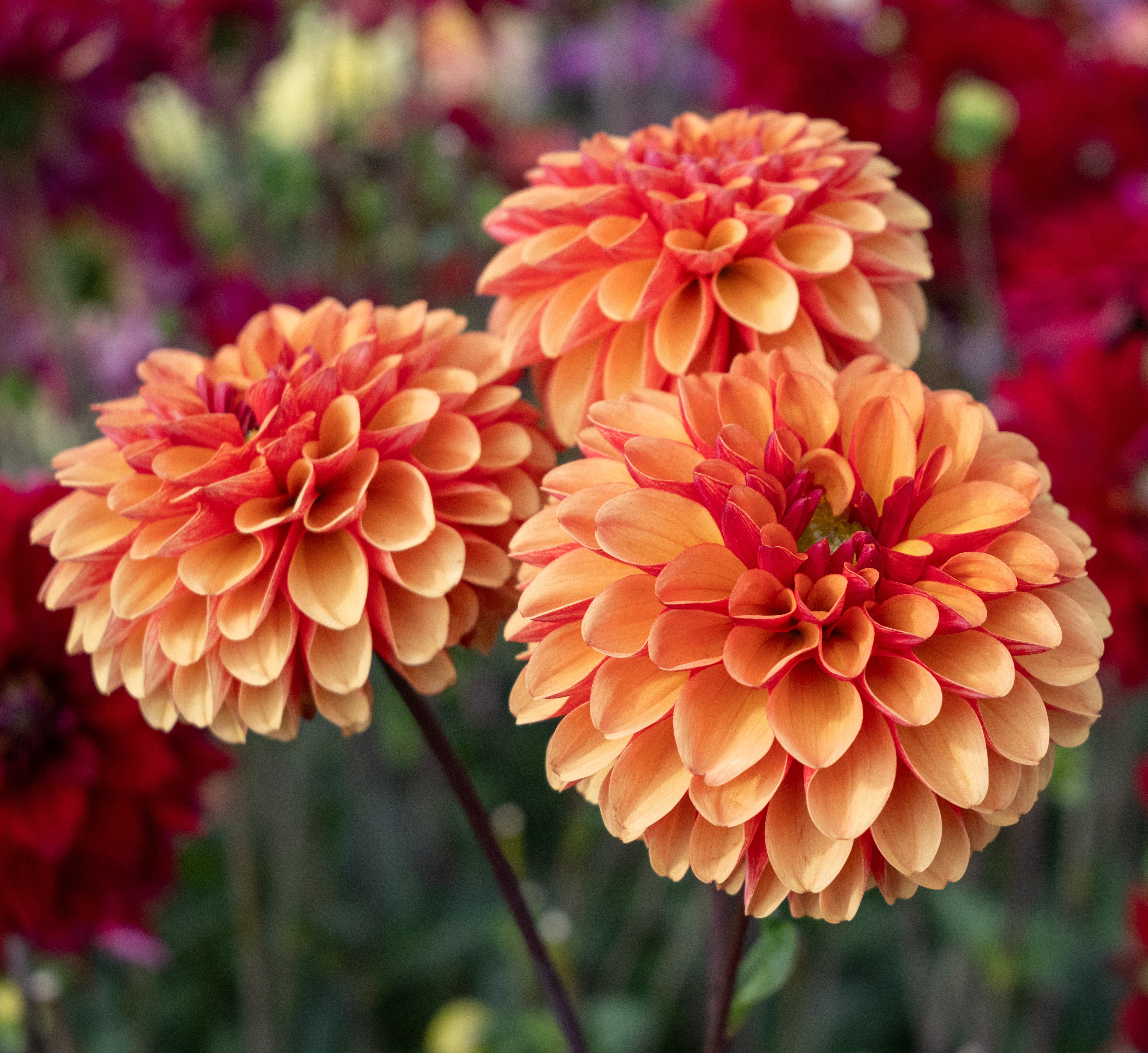 Dahlia American Sunset