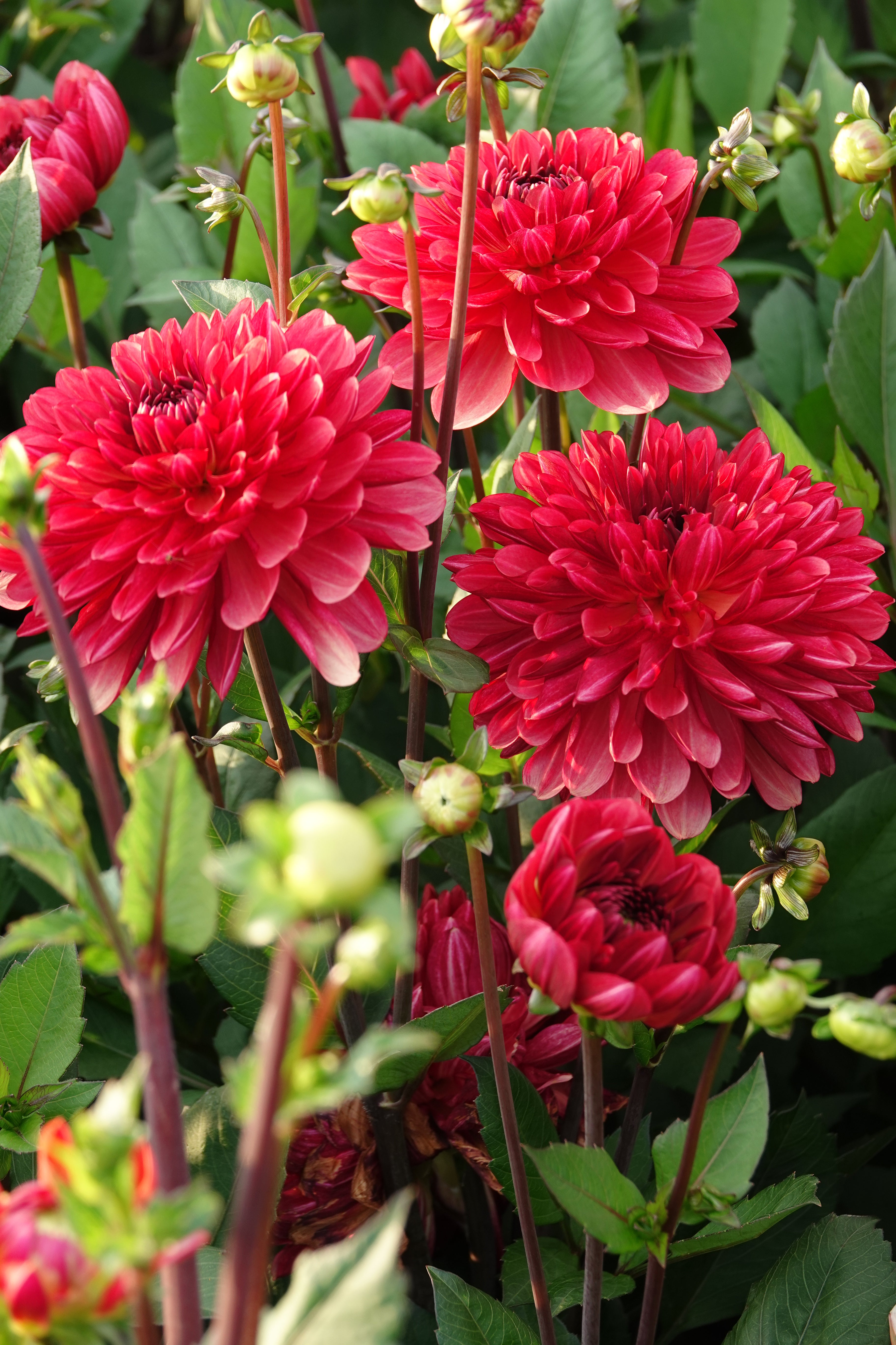 Dahlia Antibes