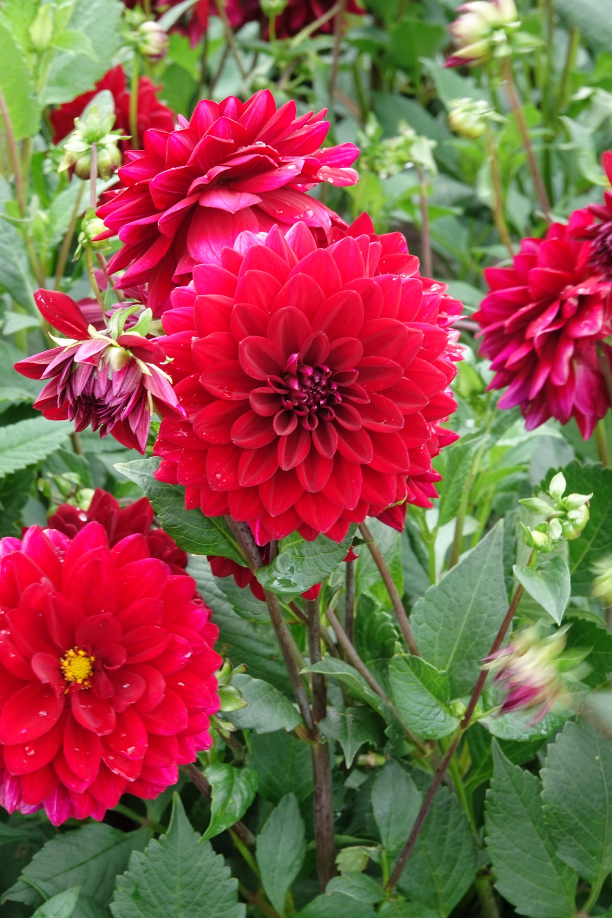 Dahlia Arabian Night