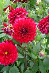 Dahlia Arabian Night