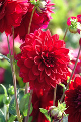 Dahlia Arabian Night