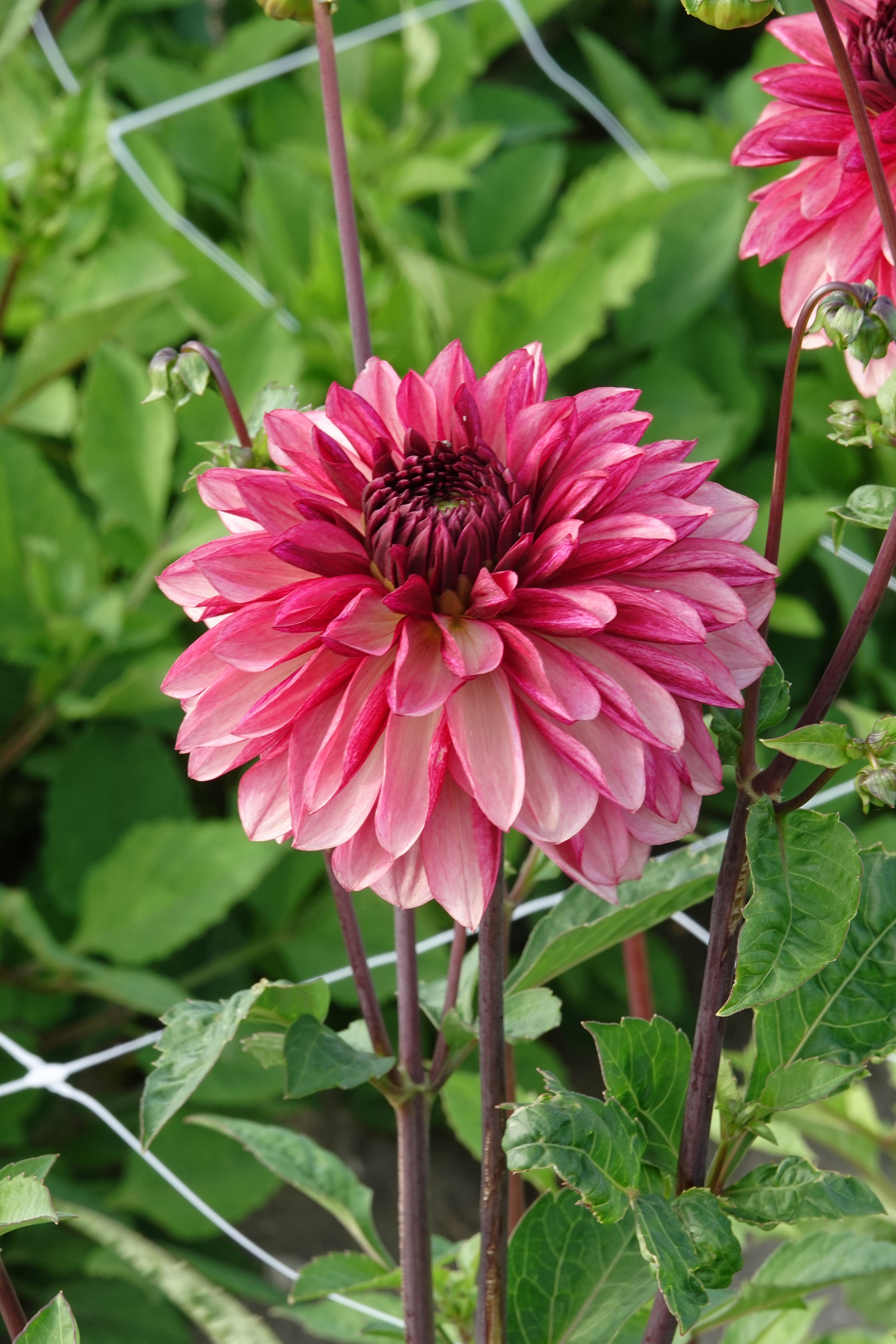 Dahlia Bacardi