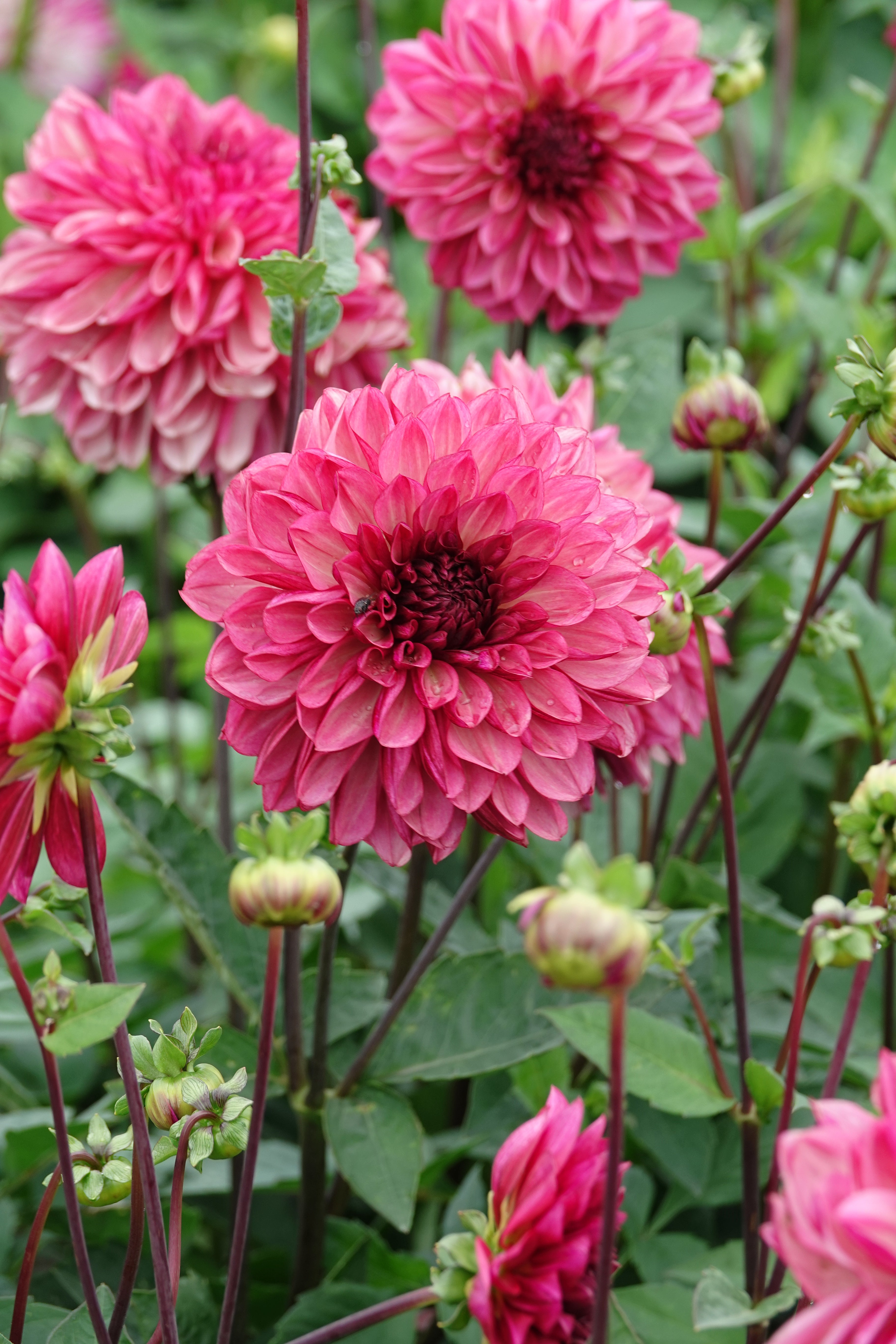 Dahlia Bacardi