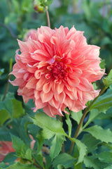 Dahlia Belle of Barmera