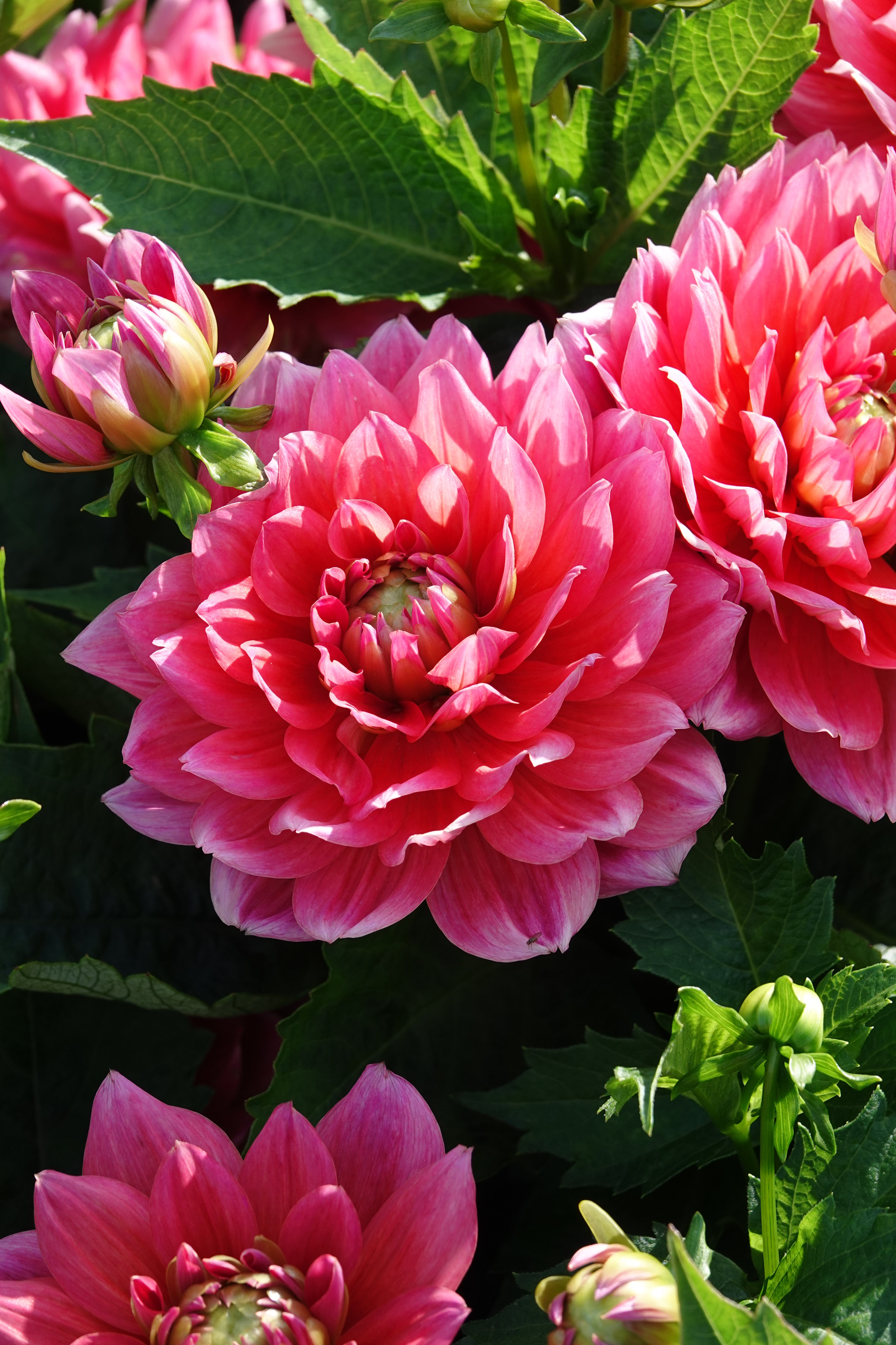 Dahlia Berliner Kleene