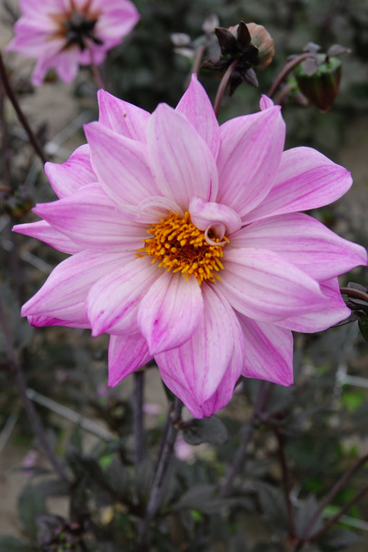 Dahlia Bishop of Leicester