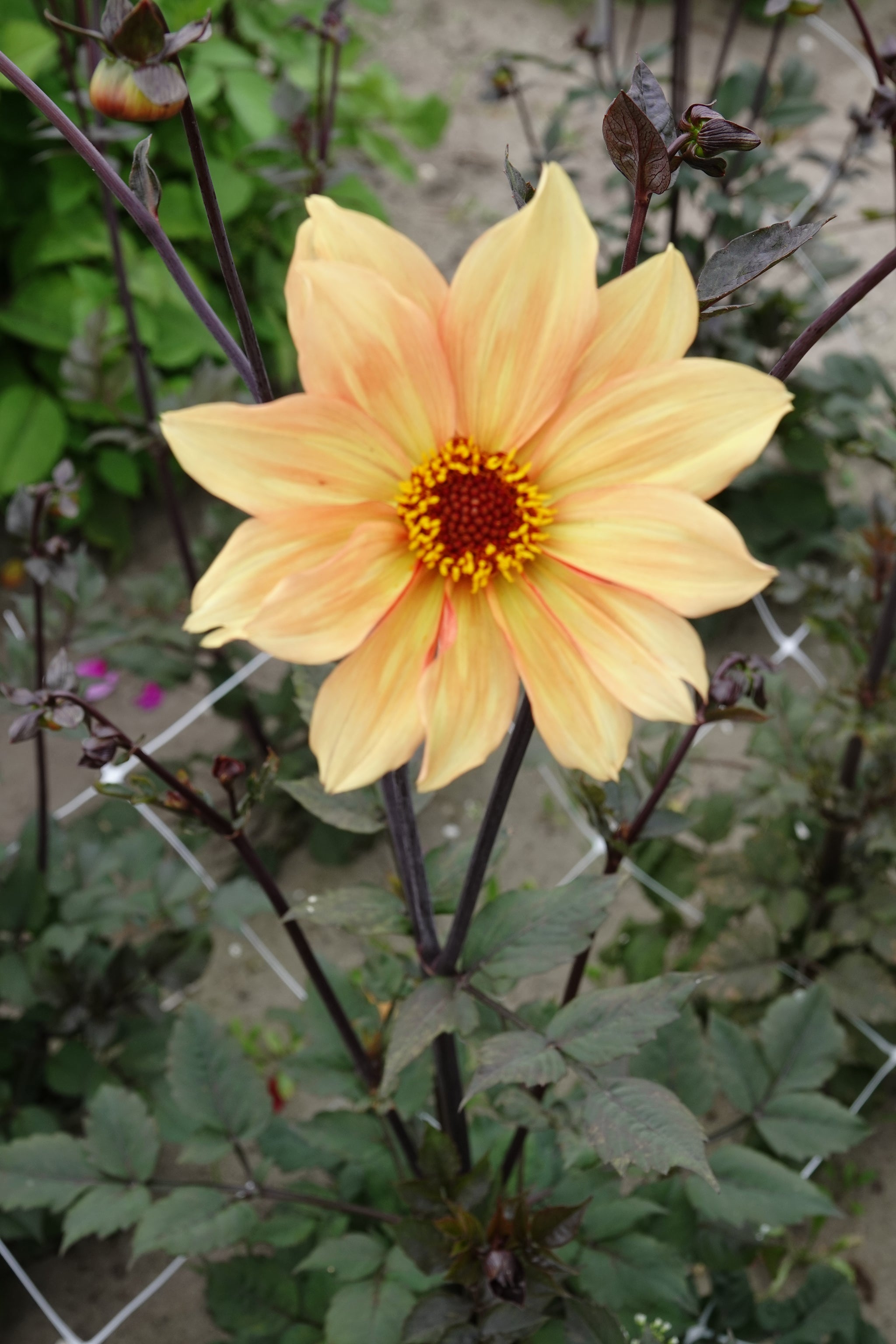 Dahlia Bishop of York