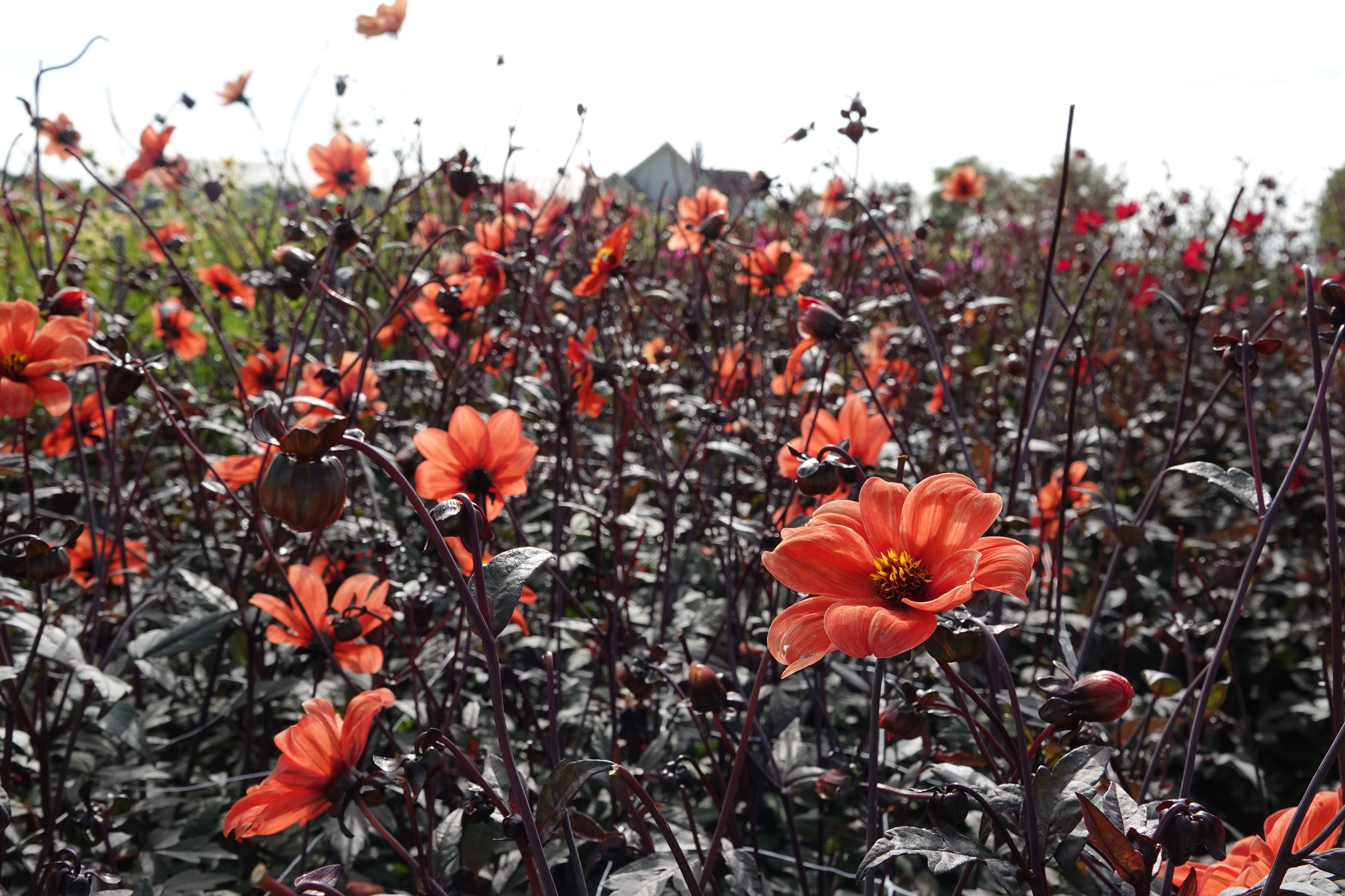 Dahlia Bischop of Oxford