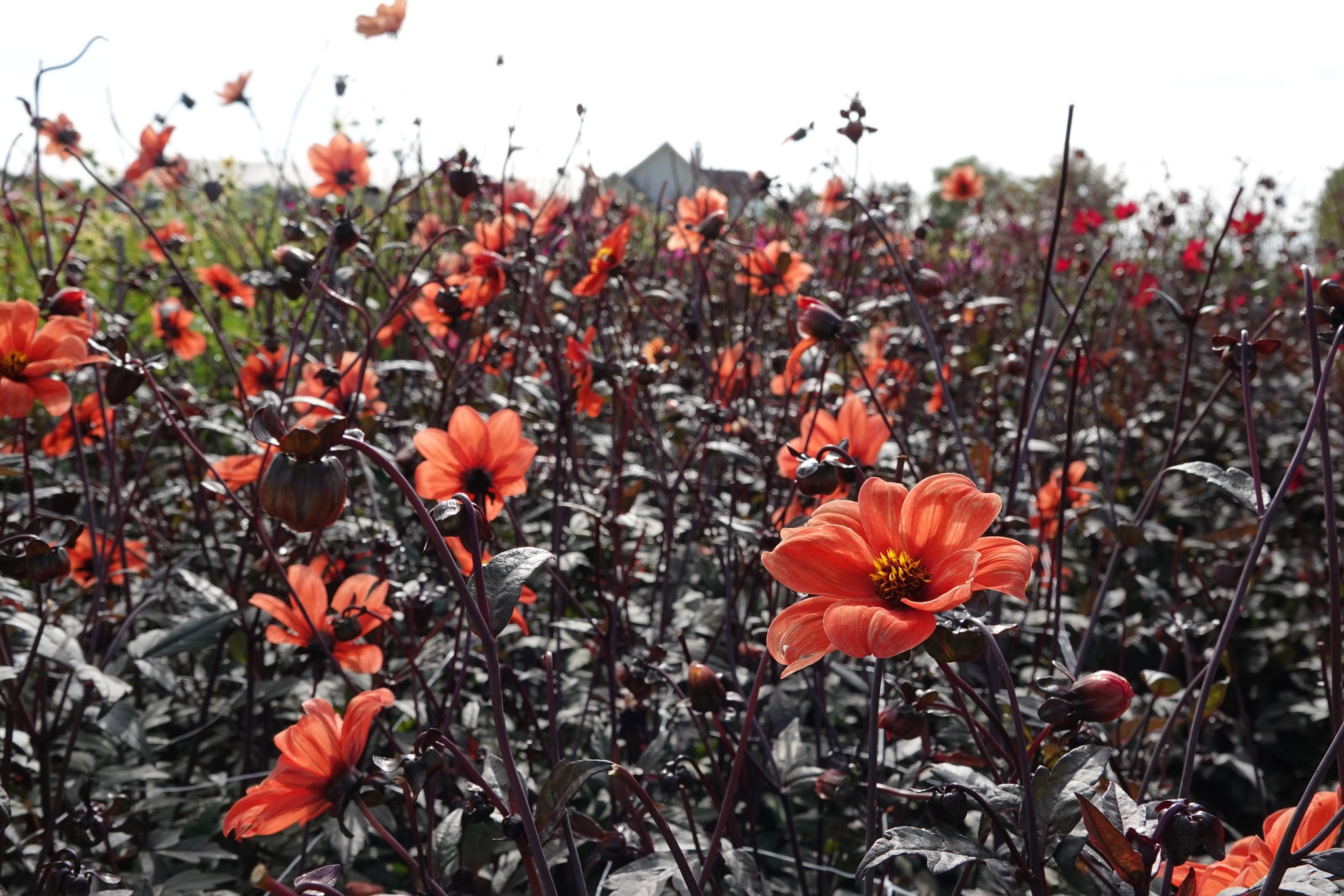 Dahlia Bischop of Oxford