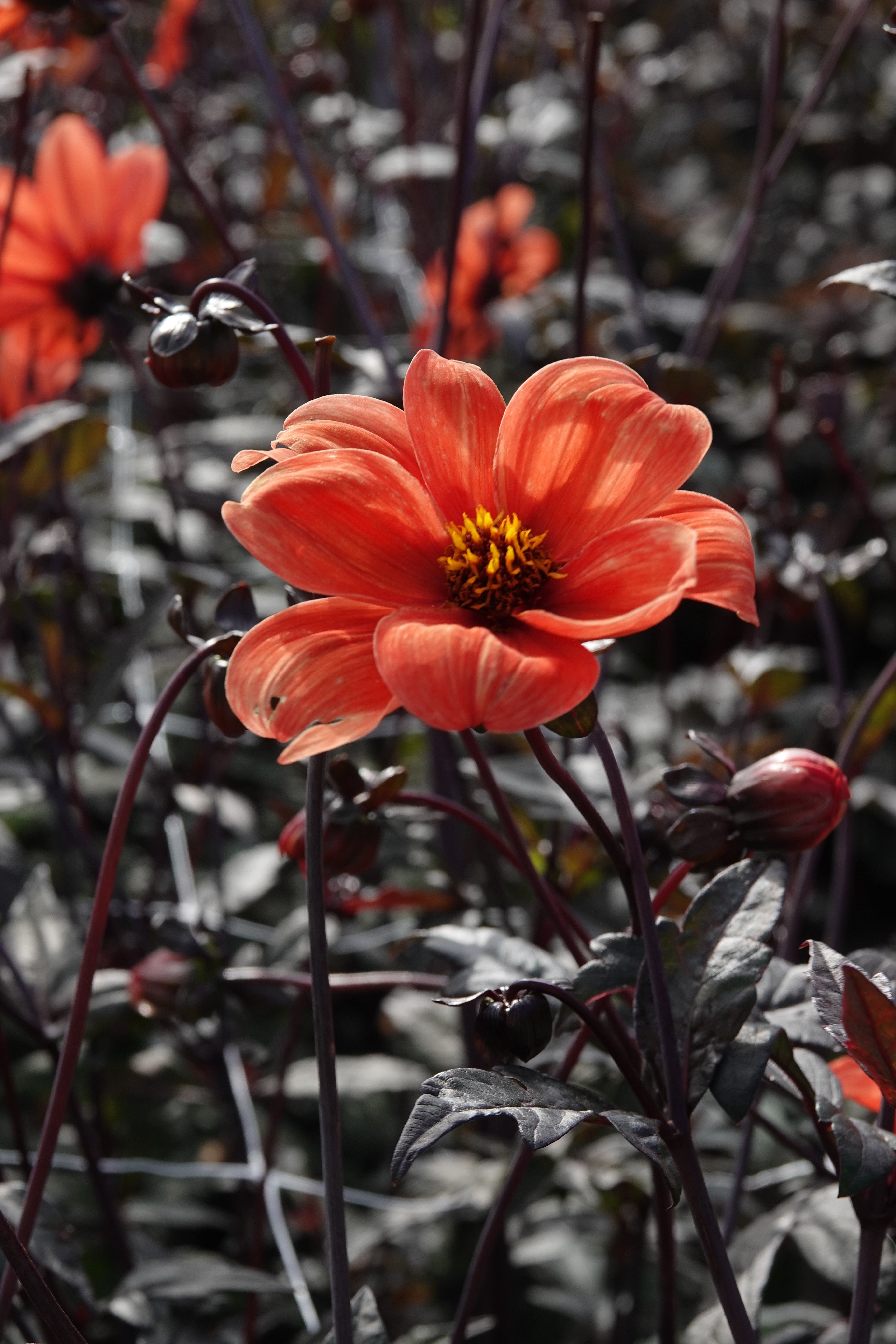 Dahlia Bischop of Oxford