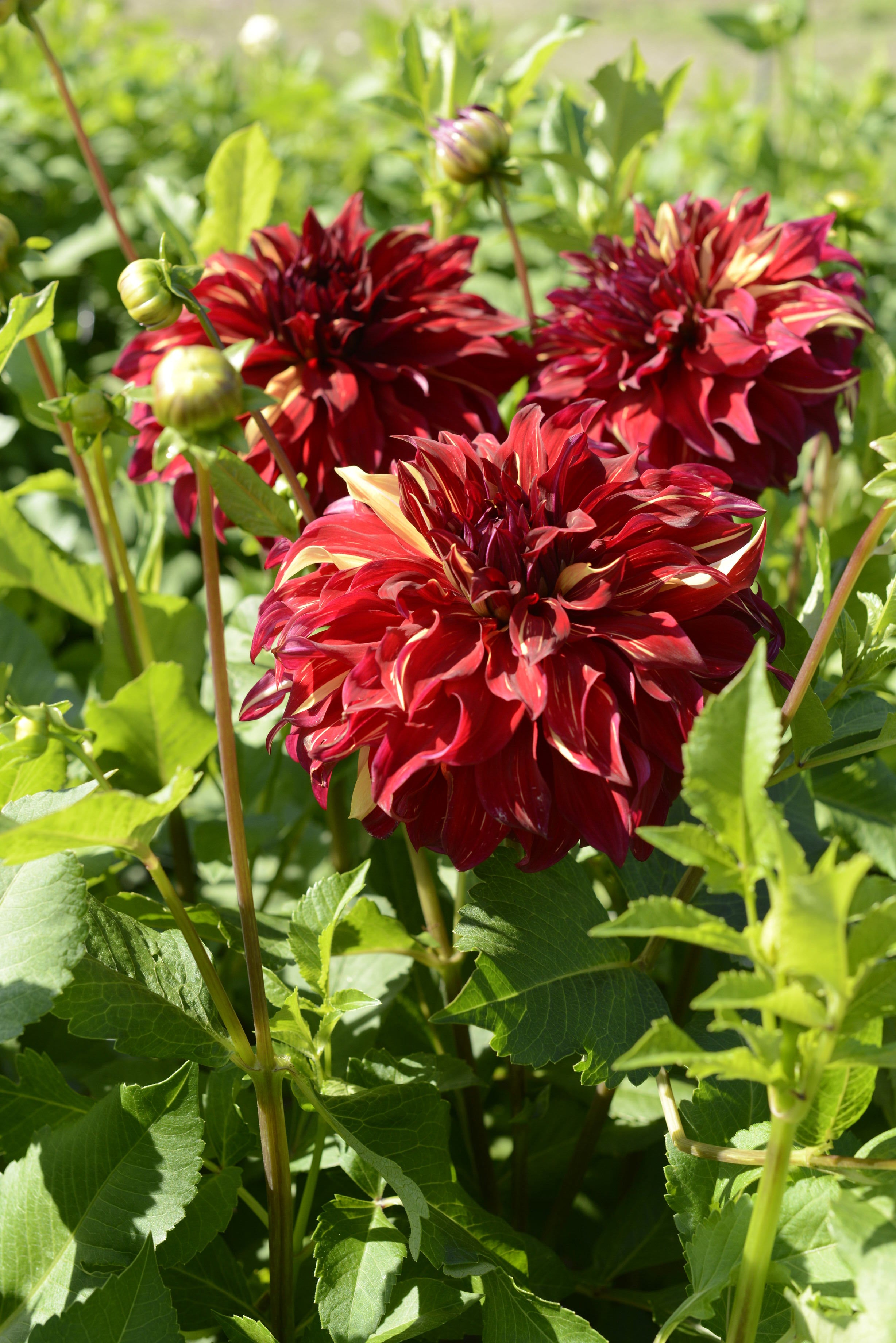 Dahlia Bohemian Spartacus