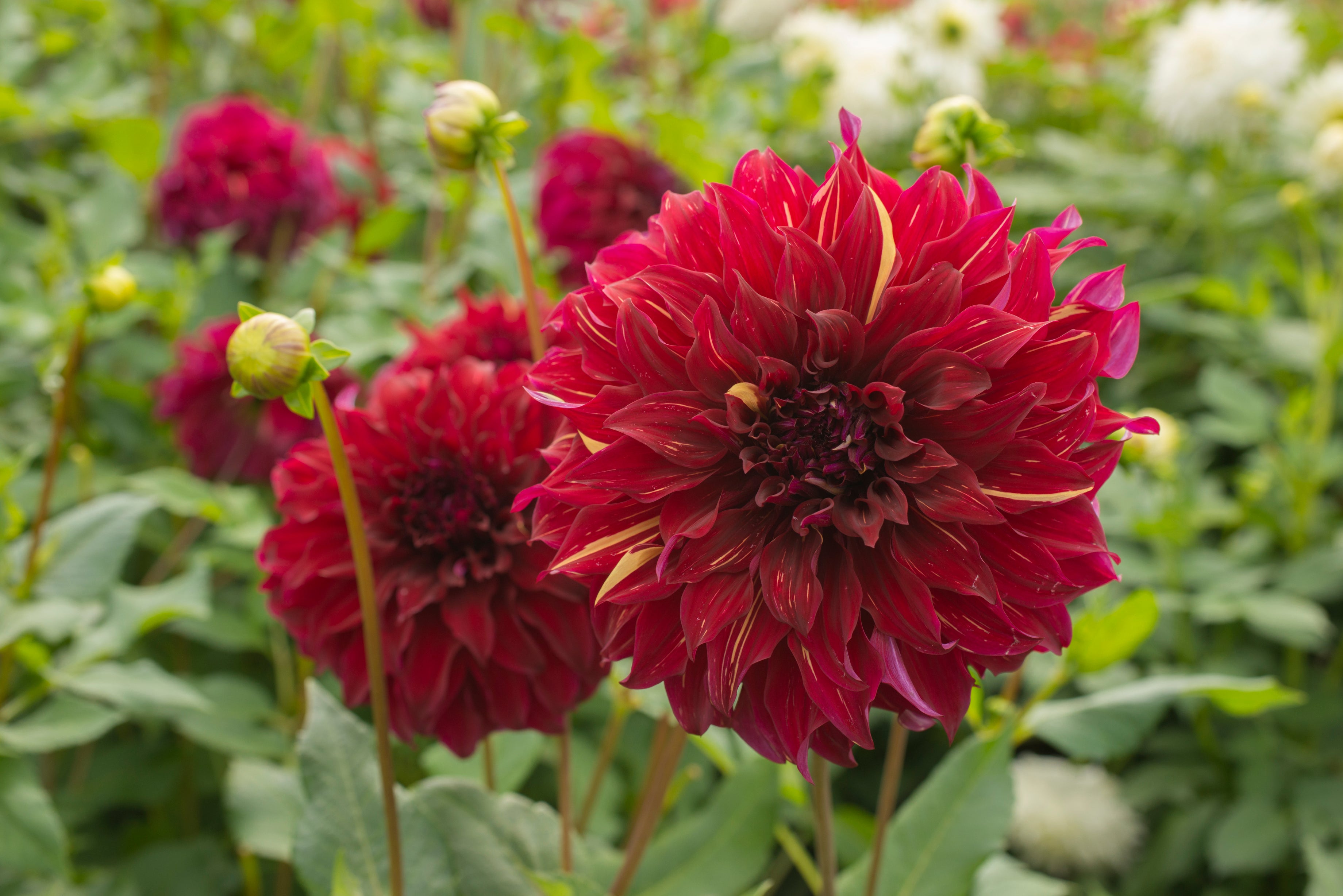 Dahlia Bohemian Spartacus