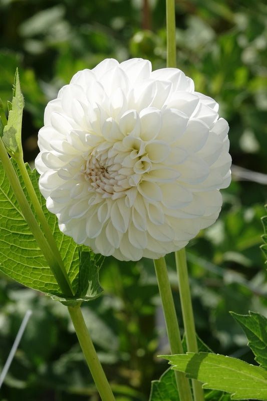 Dahlia Boom Boom White