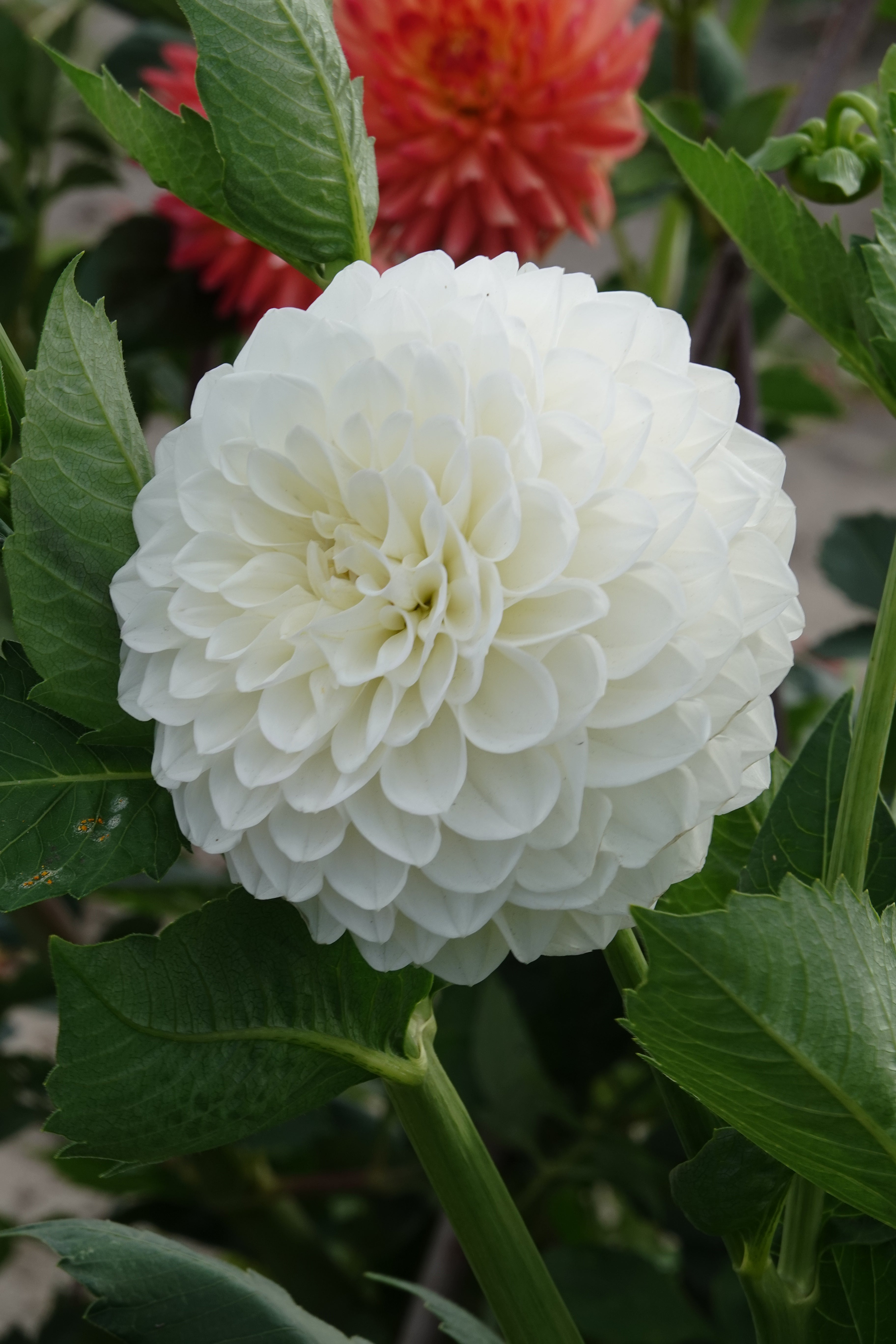 Dahlia Boom Boom White