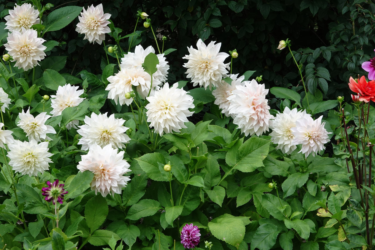 Dahlia Cafe au Lait